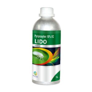 46-lido